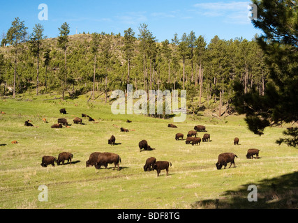 Bison américain Custer State Park le long de la boucle de la faune dans le Blak Hills du Dakota du Sud. Banque D'Images