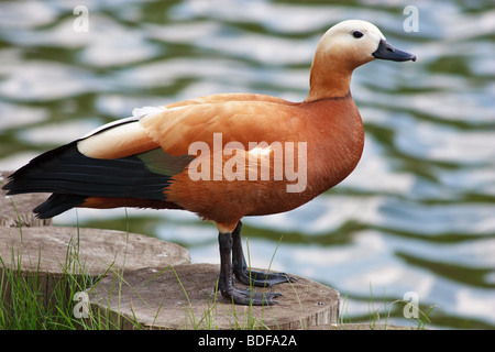 Des oiseaux sauvages dans un habitat naturel. La photographie de la faune. Banque D'Images