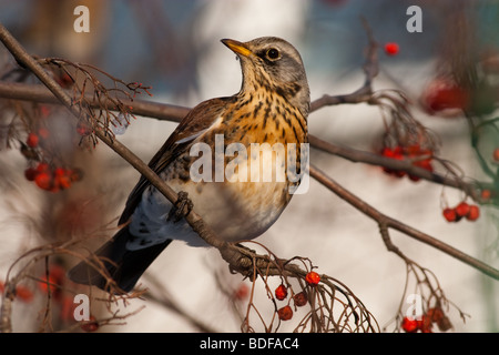 L'ouzel adultes percher sur une montagne de cendres. Banque D'Images