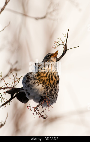 L'ouzel adultes percher sur une montagne de cendres. Banque D'Images