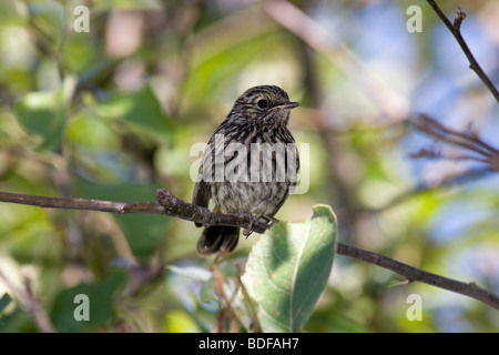 Gorgebleue à miroir. Le jeune bébé oiseau perché sur une branche de l'arborescence. Banque D'Images