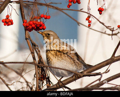 L'ouzel adultes percher sur une montagne de cendres. Banque D'Images