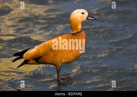 L'orange grand frais de canard sur la glace. Banque D'Images