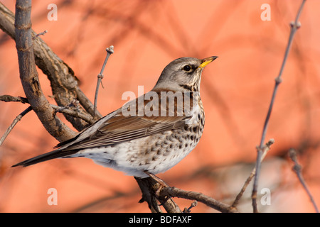 L'ouzel adultes percher sur une montagne de cendres. Banque D'Images