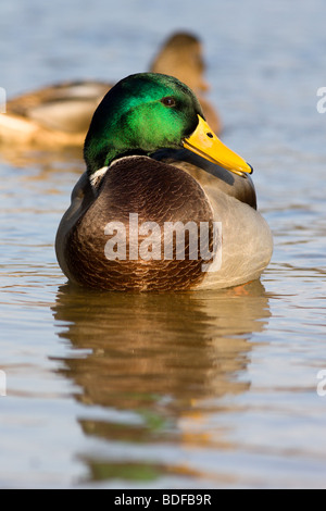 Photo d'un drake close up. Cherche dans un appareil photo. La photo en gros plan montrant le vert brillant couleurs du Canard colvert mâle. Banque D'Images