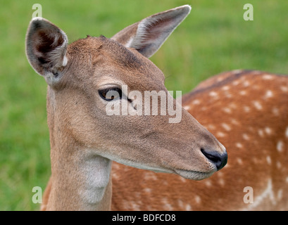 Le daim (Dama dama) portrait Banque D'Images