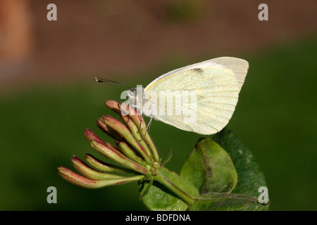 Grand papillon blanc, Pieris brassicae, Midlands, Août 2009 Banque D'Images