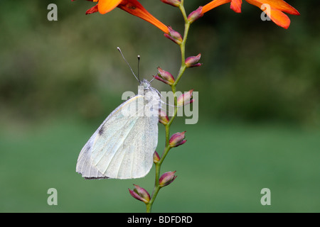 Grand papillon blanc, Pieris brassicae, Midlands, Août 2009 Banque D'Images