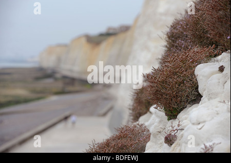 Heather croissant sur falaise de craie sur la côte sud du Royaume-Uni à Peacehaven près de Brighton. Photo Jim Holden. Banque D'Images