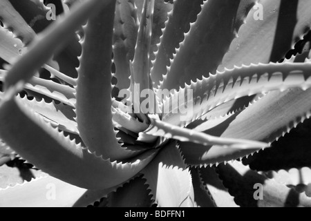 Grande usine de vera d'aloès en noir & blanc hérissés et succulentes Banque D'Images