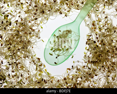 Les germes de luzerne. Banque D'Images