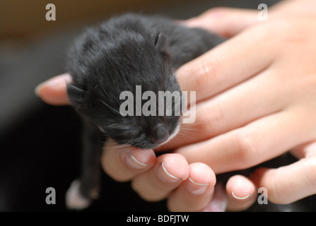 chaton nouveau né Banque D'Images