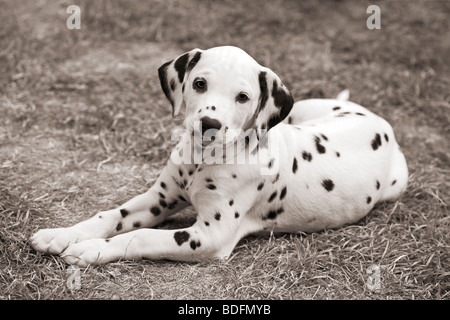 Chiot dalmatien, âgé de huit semaines, portant sur l'herbe, noir et blanc, sépia Banque D'Images