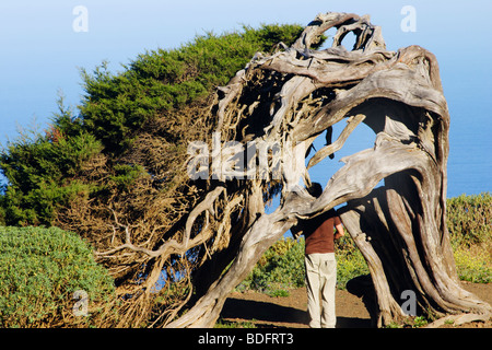 Personne en vertu de l'un des célèbre le genévrier tordu du vent - juniperus turbinata canariensis - sur l'île El Hierro Banque D'Images