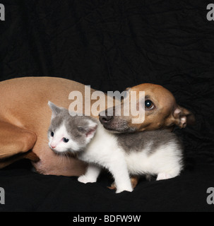 Chaton et chien sur fond noir Banque D'Images