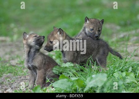 Les loups (Canis lupus), jouer les jeunes, Tierpark Sababurg, Warburg, Hesse du Nord, Allemagne, Europe Banque D'Images