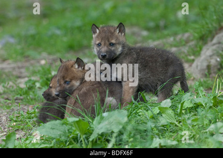 Les loups (Canis lupus), Oursons jouant, Tierpark Sababurg, Warburg, Hesse du Nord, Allemagne, Europe Banque D'Images