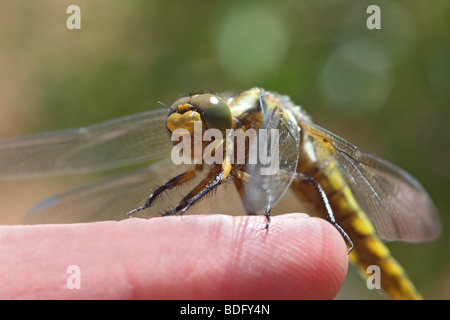 Close Up d'un Broad-Bodied immatures Libellula depressa Libellule Chaser reposant sur un doigt de personnes Banque D'Images