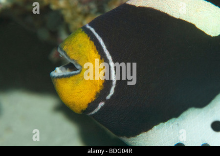 La bouche et les dents d'un clown Triggerfish sur un récif à Palau. Banque D'Images