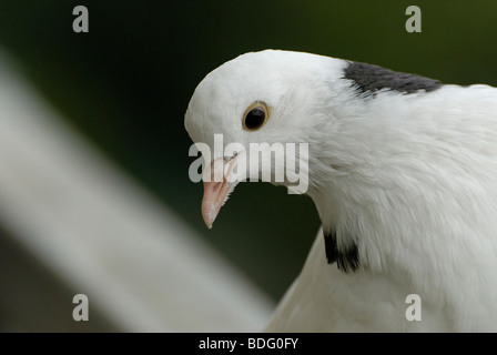 Pigeon White post Banque D'Images