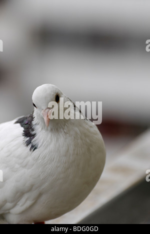 Pigeon White post Banque D'Images