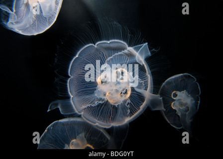 Lune, méduses Aurelia aurita. Également connu sous le nom de moon jelly, jelly soucoupe, ou méduse commune Banque D'Images