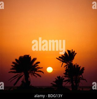 Djeddah Arabie Saoudite Date Palm au coucher du soleil Banque D'Images