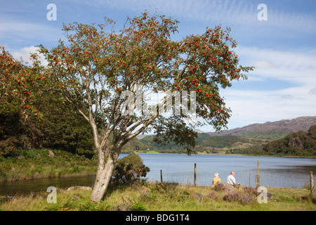 Bethania Gwynedd au nord du Pays de Galles Royaume-uni Rowan ou sorbier (Sorbus aucuparia) tree par Llyn Dinas Lake dans le Parc National de Snowdonia '' Banque D'Images