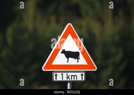 Le symbole du trafic pour les vaches d'avertissement et de bétail de l'avant Banque D'Images