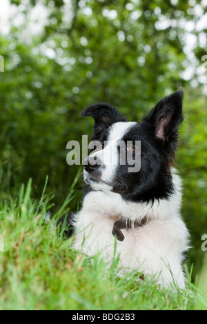 Border Collie, 6 mois allongé regardant alerte avec un fond vert doux Banque D'Images