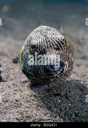 Le poisson-globe géant (Arothron sp.), le Détroit de Lembeh, Sulawesi, Indonésie, Asie du sud-est Banque D'Images