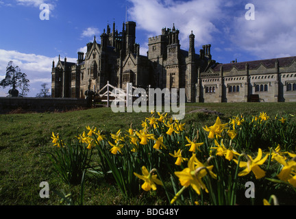 Château de Margam Margam Park avec le printemps, les jonquilles en premier plan, près de Port Talbot au Pays de Galles du Sud Mars 2005 Banque D'Images