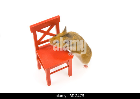 Hamster brun chaise rouge animal rigolo fun goldhamster permanent stand regard regarder fond uni animal curieux liste écouter éveillé Banque D'Images