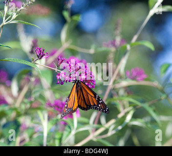 Buddleia Arbre aux papillons avec un monarque qui se nourrit d'une grappe de fleurs. Banque D'Images