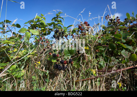 Blackberry commune Rubus fruticosus mûre diverses étapes croissant sur des ronces sauvages une haie en Irlande Banque D'Images