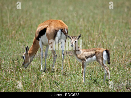 Gazelle de Thomson (Eudorcas thomsonii), avec les jeunes, Masai Mara, Kenya, Afrique Banque D'Images