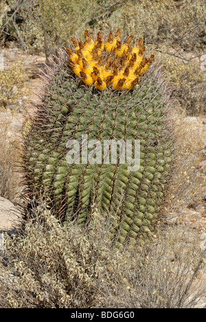 Golden Barrel Cactus (bateau à quille), également appelé belle-mère, coussin avec fruit jaune, Tucson, Arizona, USA Banque D'Images