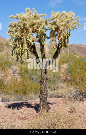 Fruit de la chaîne ou le saut de Cholla Opuntia fulgida) (Cholla, orgue Pipe Cactus National Monument, le sud de l'Arizona, USA Banque D'Images