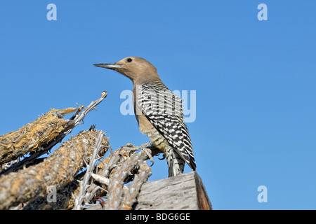 Gila Woodpecker (Melanerpes uropygialis), orgue Pipe Cactus National Monument, le sud de l'Arizona, USA Banque D'Images