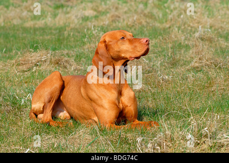 Magyar Vizsla devint allongé sur un pré Banque D'Images