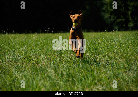Stock photo d'un chien qui court avec une balle dans la bouche. Banque D'Images