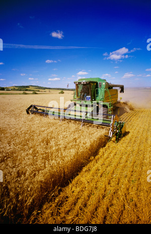 Agriculture - une moissonneuse-batteuse de blé d'hiver de récoltes à la fin de l'été dans l'après-midi lumineuse du soleil / près de Holland, Manitoba, Canada. Banque D'Images