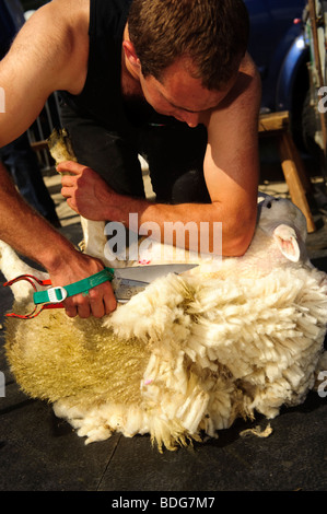 À l'aide de la main manuel de l'agriculteur clippers tonte des moutons, le Pays de Galles UK Banque D'Images