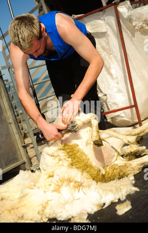 Farmer la tonte des moutons, à l'aide d'tondeuse électrique, le Pays de Galles UK Banque D'Images