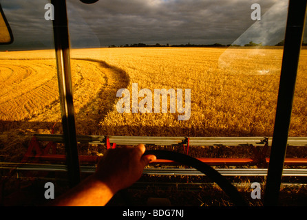Vue depuis la cabine d'une moissonneuse-batteuse récolte du blé à la fin de l'après-midi la lumière avec de gros nuages sombres au-dessus / Ray, Dakota du Nord, USA. Banque D'Images