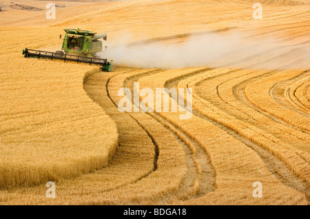 Une moissonneuse-batteuse John Deere sur les récoltes de blé tendre blanc de terrain l'océan indien / Région Palouse, près de Pullman, Washington, USA. Banque D'Images