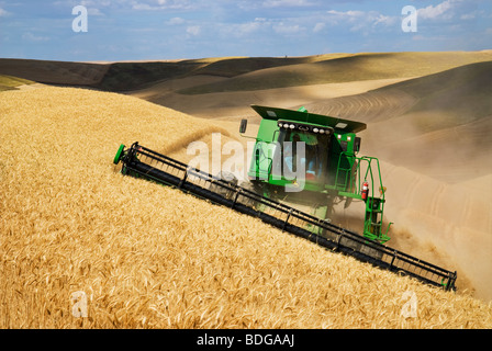 Une moissonneuse-batteuse John Deere sur les récoltes de blé tendre blanc de terrain l'océan indien / Région Palouse, près de Pullman, Washington, USA. Banque D'Images