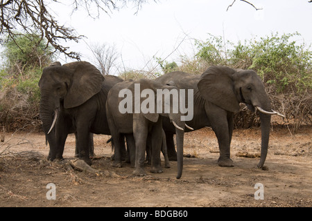 La Zambie, Tafika Camp sur les rives de la Rivière Luangwa, South Luangwa National Park John et Carol Coppinger. Troupeau d'éléphants Banque D'Images