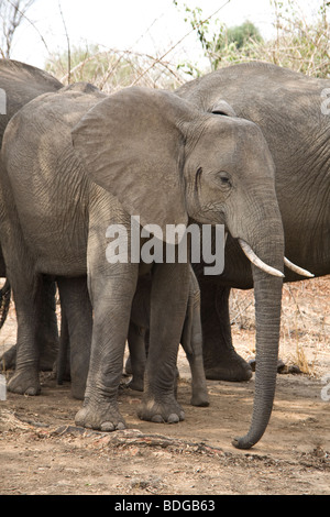 La Zambie, Tafika Camp sur les rives de la Rivière Luangwa, South Luangwa National Park John et Carol Coppinger. Troupeau d'éléphants Banque D'Images