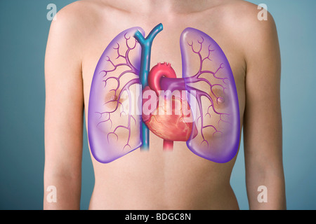 La circulation pulmonaire, dessin Banque D'Images